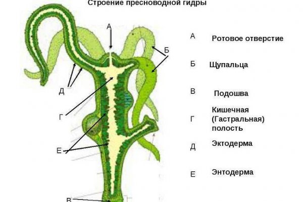 Кракен аккаунт не найден